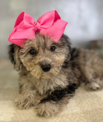 On Sale: Tiny XS Poodle Female Patches