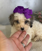 Tiny XS Poodle Female Poppy