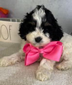 XS Tiny Toy Cockapoo Female Cupcake