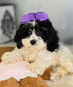 On Sale: XS Tiny Toy Cockapoo Female Cupcake