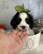 Tiny Toy Cockapoo Male Cooper