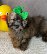 Lil’ Tiny Toy Shihpoo Male Scout