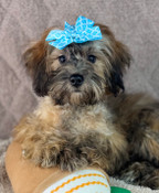 On Sale: Lil’ Tiny Toy Shihpoo Male Scout