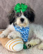 On Sale: Lil’ Tiny Toy Shihpoo Male Stewart