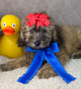 Lil’ Tiny Toy Shihpoo Male Sampson