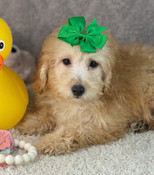 XS Tiny Poodle Male Porter