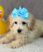 XS Tiny Poodle Male Phillip
