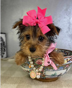 Back to School Sale: Tiny Teacup Yorkshire Terrier Female Daisy