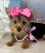 Back to School Sale: Tiny Teacup Yorkshire Terrier Female Daisy