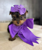 Tiny Teacup Yorkshire Terrier Female Dior