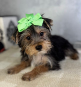 On Sale: Yorkshire Terrier Male DraperJames