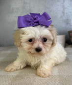 Tiny Toy Shihpoo Female Stella
