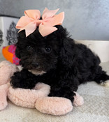 Tiny Toy Shihpoo Female Saddie