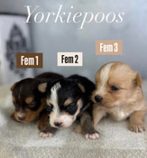 New Yorkiepoo Litter Females
