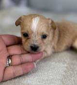 New Yorkiepoo Litter Male