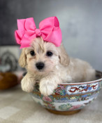 XS Tiny Toy Shihpoo Female Sparkles