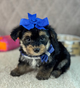 Tiny Yorkiepoo Male Boots