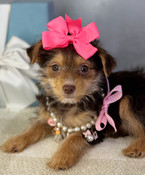 Tiny Yorkiepoo Female Bonnie