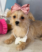 Tiny Yorkiepoo Female Brighton