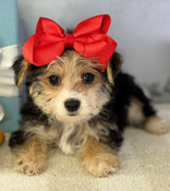 Tiny Yorkiepoo Female Bella